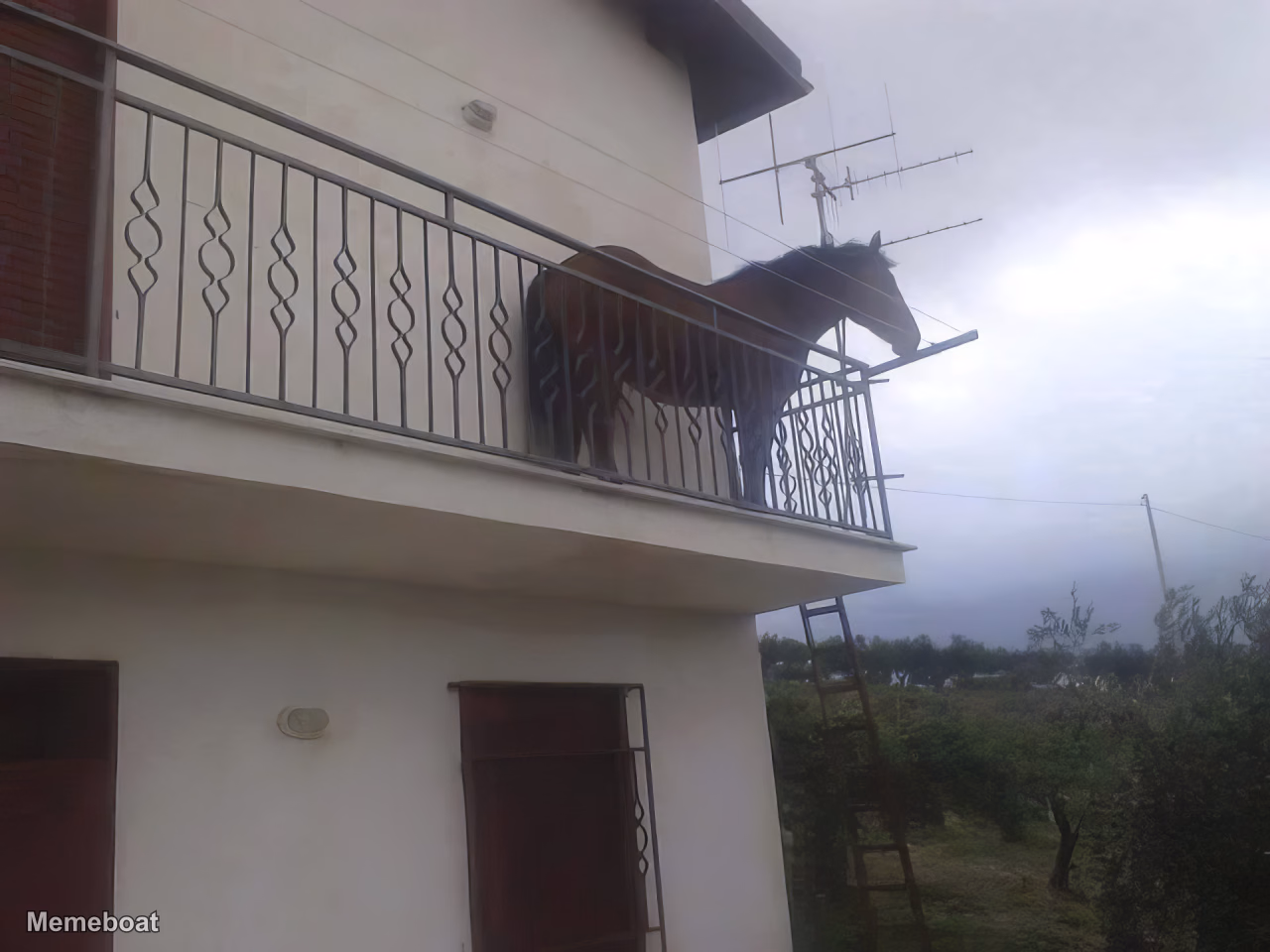 Horse on Balcony - meme generator image preview