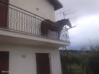 Horse on Balcony