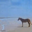 Horse Staring at sea
