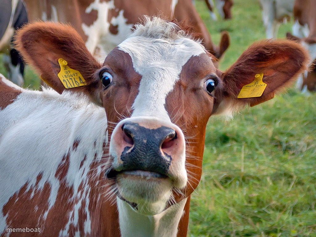 How Dairy!! - meme generator image preview