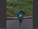 How to trick a monkey