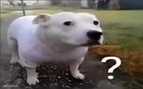 Huh Dog