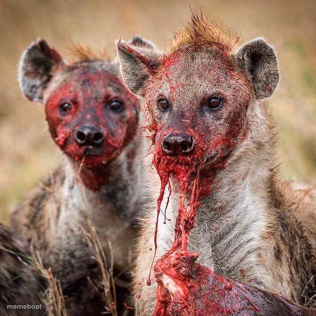 Hyenas - meme generator image preview