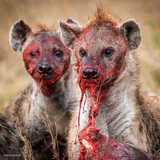 Hyenas