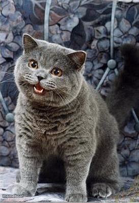 I can has cheezburger cat - meme generator image preview