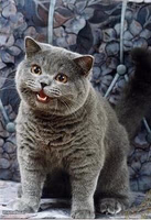 I can has cheezburger cat