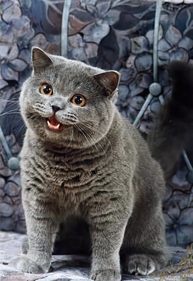 I can has cheezburger cat - meme generator image preview