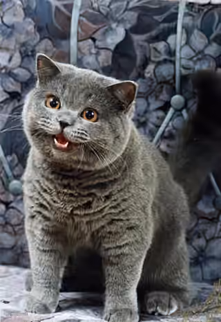 I can has cheezburger cat