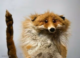 I have a Question Fox