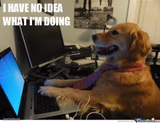 I have no idea what i'm doing dog