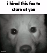 I hired this Fox to stare at you