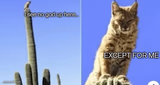 I see no god up here except for me but bobcat