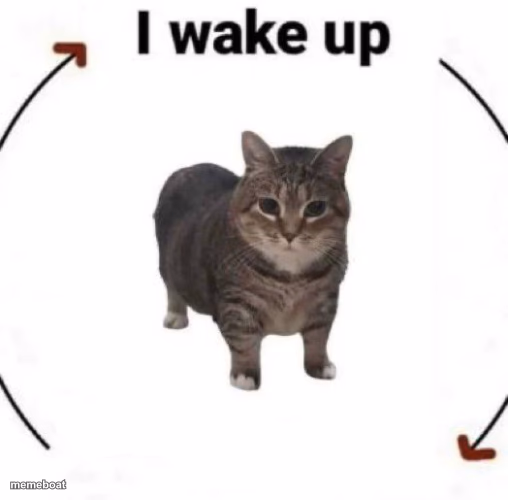 i wake up cat - meme generator image preview