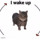 i wake up cat