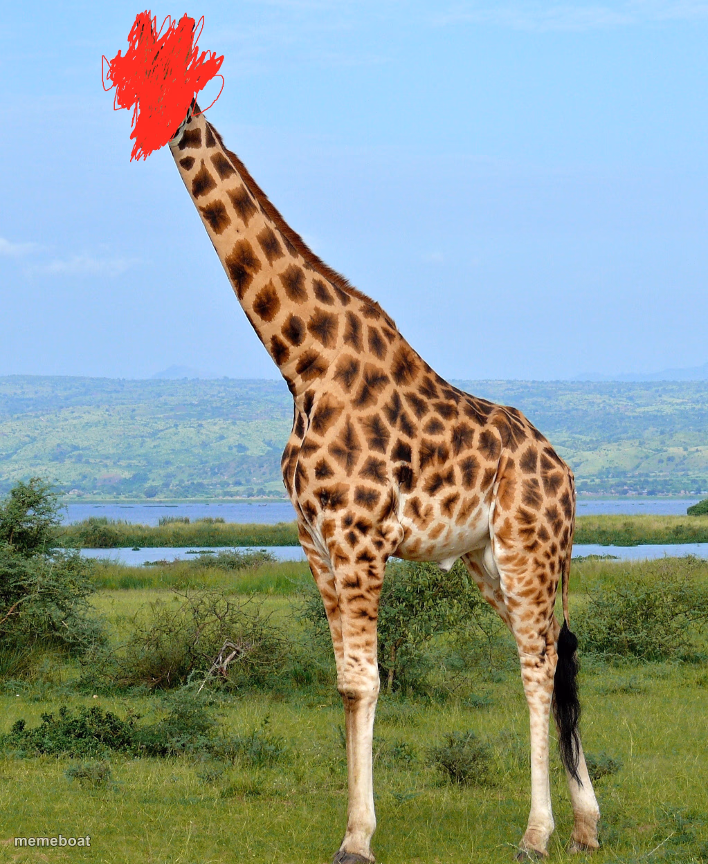Identify this animal - meme generator image preview