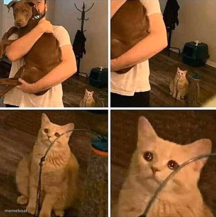 Ignored cat - meme generator image preview