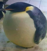 I'm Da Biggest Bird