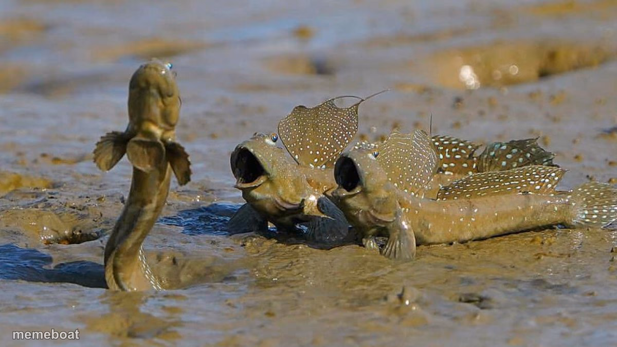 Impressed Mudskippers POG - meme generator image preview