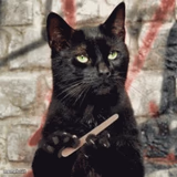 Indifferent cat