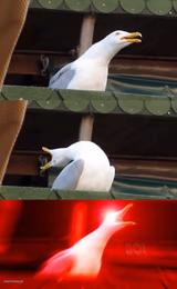 Inhaling seagull