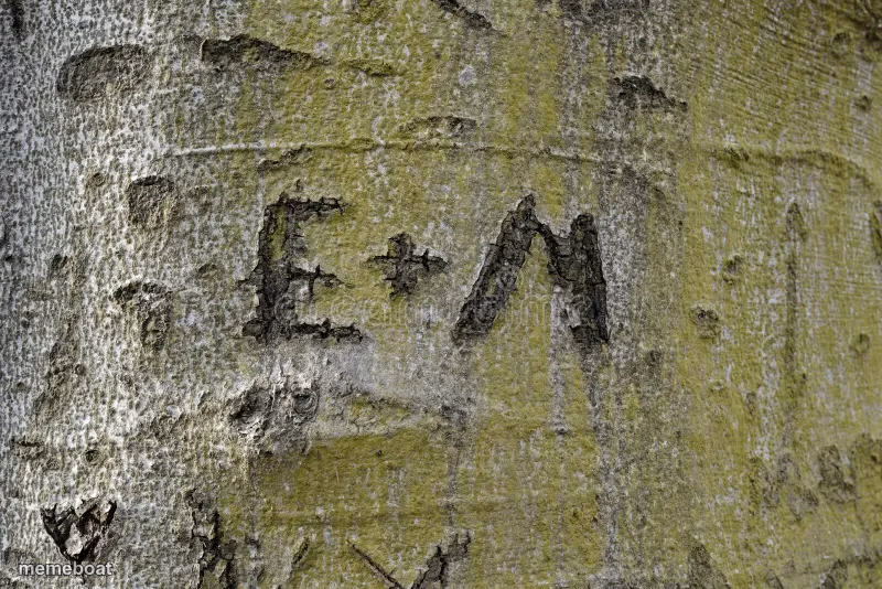 Initials carved in tree - meme generator image preview
