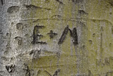 Initials carved in tree