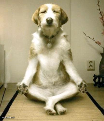 Zen Meditating Dog - meme generator image preview