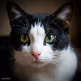 Innocent Cat Face