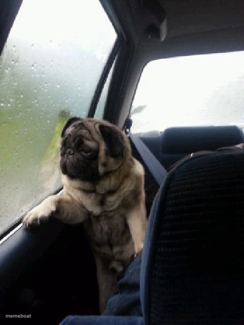 Introspective Pug - meme generator image preview