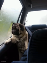 Introspective Pug