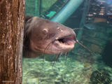 Intrusive Catfish