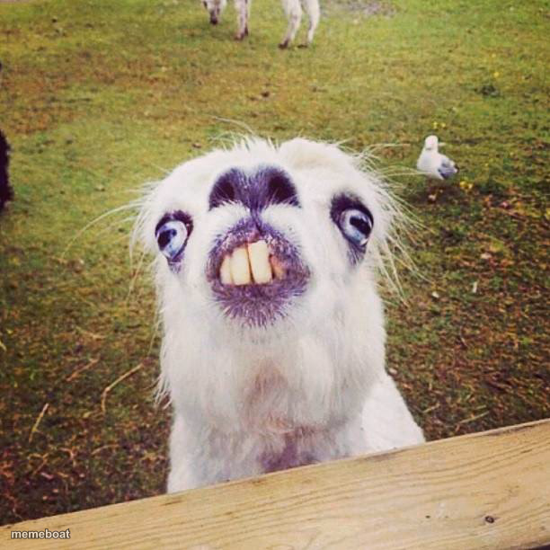 irony llama - meme generator image preview