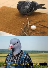 It ain’t much but it’s nest