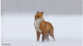 It's Fuckin W I M D Y