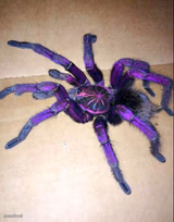 Itsy Bitsy
