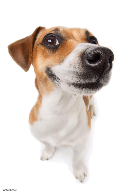jack russell - meme generator image preview