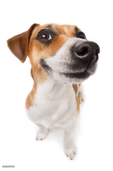 jack russell