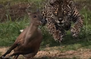 Jaguar Chasing Deer