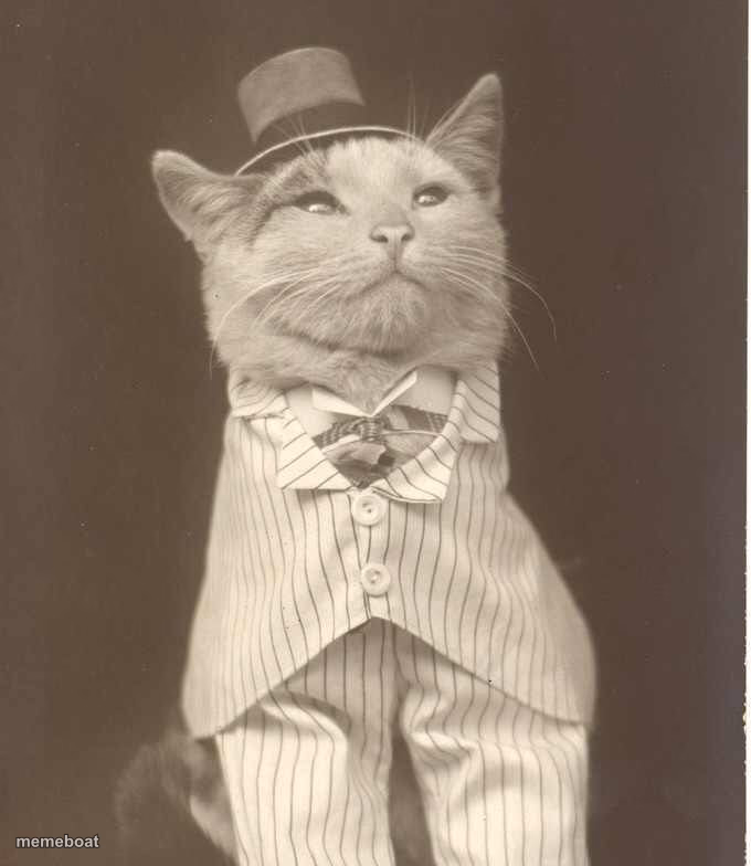 Jenkins Cat template - meme generator image preview