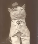 Jenkins Cat template