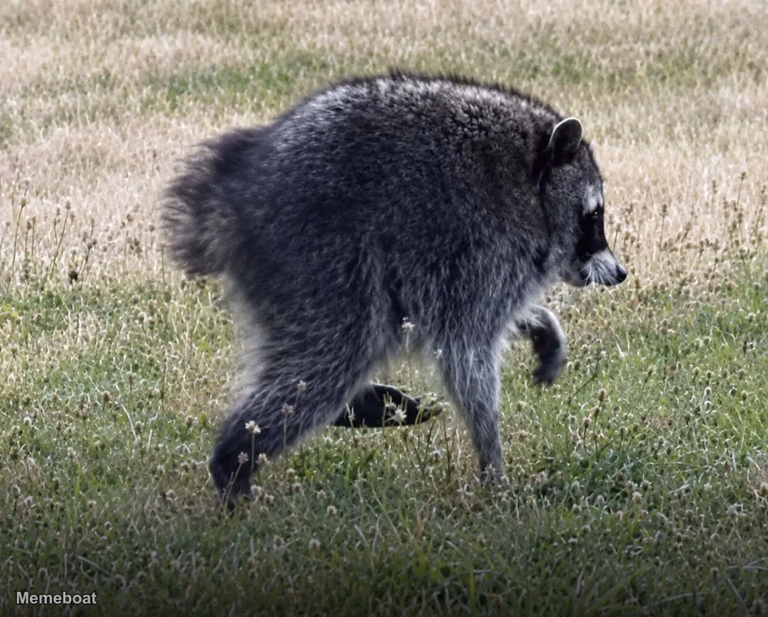 Jimothy - The Seattle Raccoon - meme generator image preview