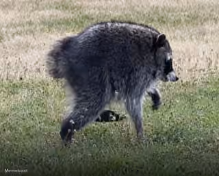 Jimothy - The Seattle Raccoon