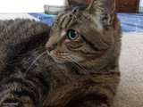 Jinxy