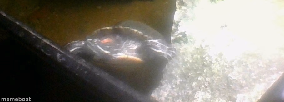 JPSpinoSaurus's turtle - meme generator image preview