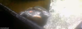 JPSpinoSaurus's turtle