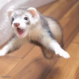 Jumping ferret