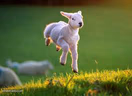 Jumping Lamb