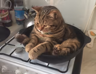 Just Light It Linda Depressed Cat In Pot On Stove Empty