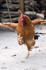 Karate Chicken