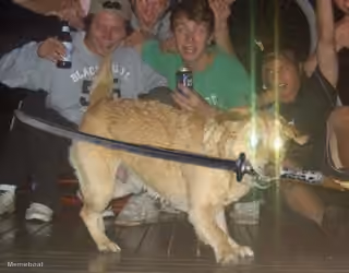 Katana Dog